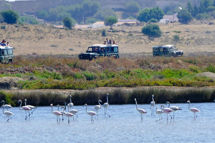 Half-Day Nature Safari in the Algarve - Photo 1 of 6