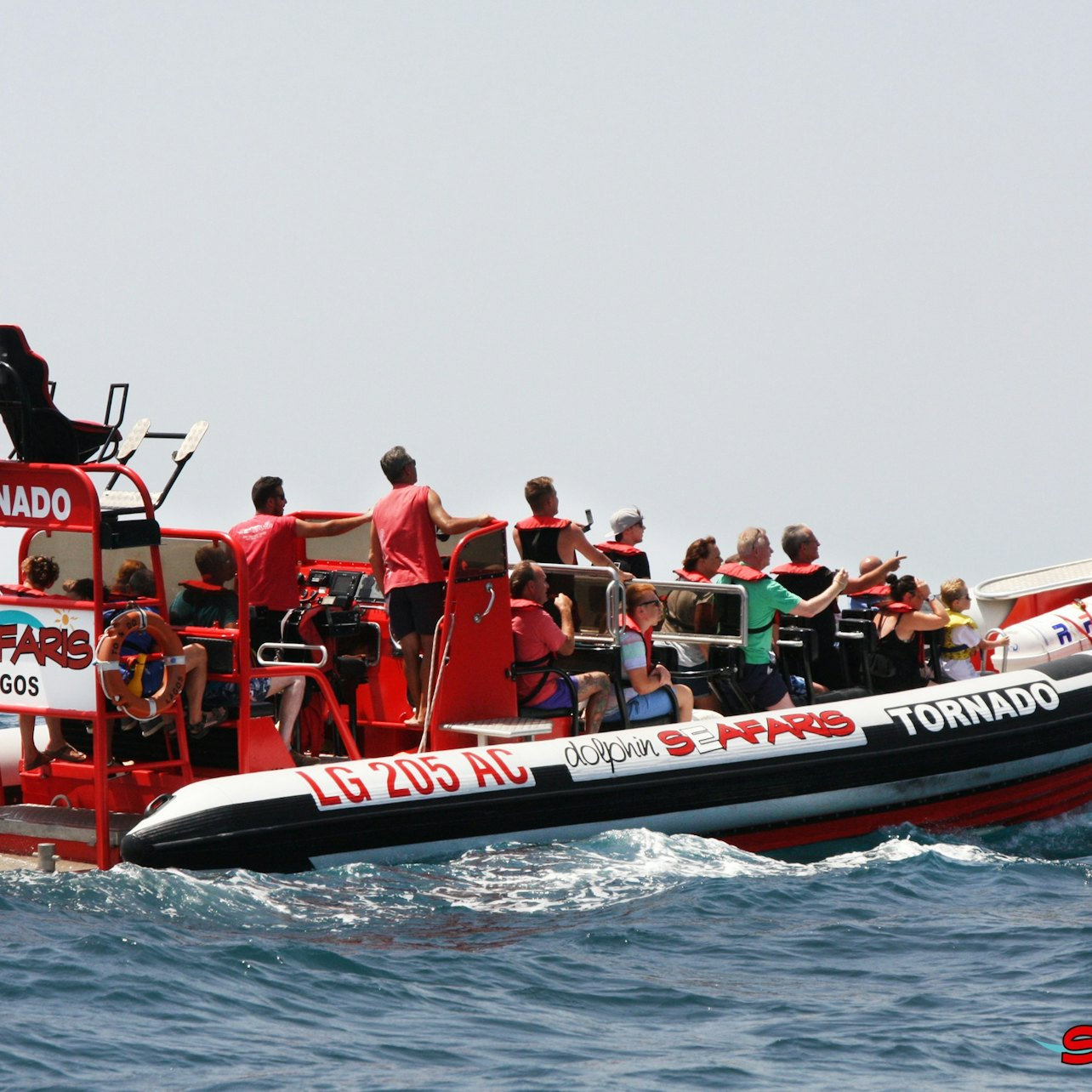 Algarve: Guided Dolphin Watching Tour - Photo 1 of 7