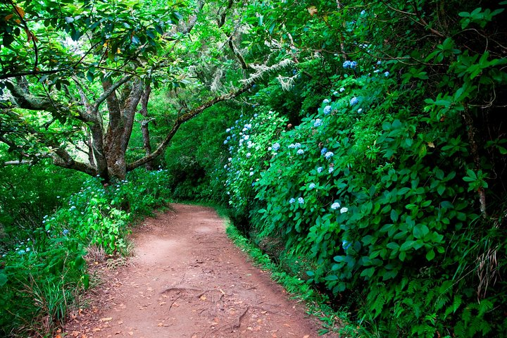 Levada Cauldron Green - Photo 1 of 6