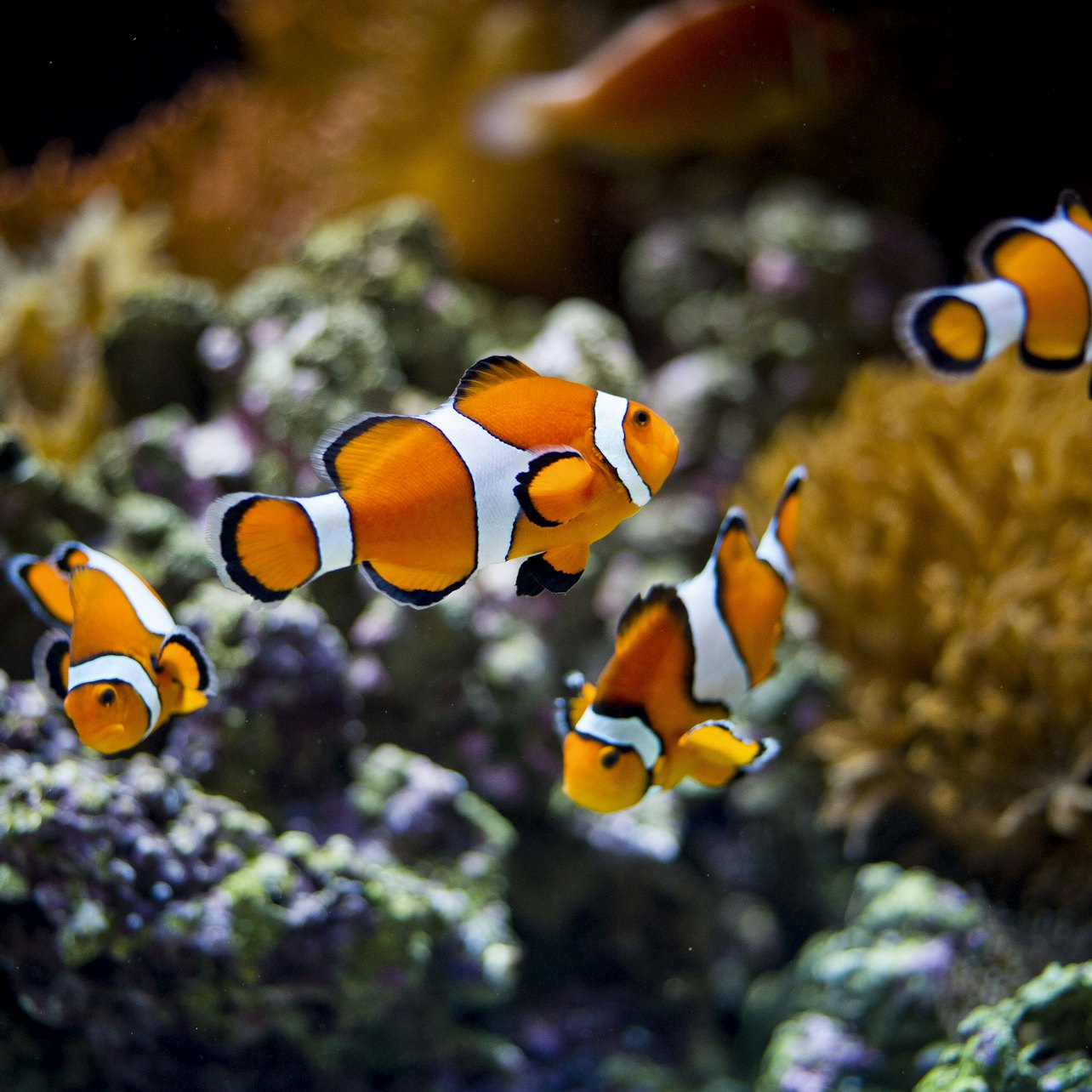 Oceanário de Lisboa: Entry Ticket + Hop-on Hop-off Bus - Photo 1 of 10