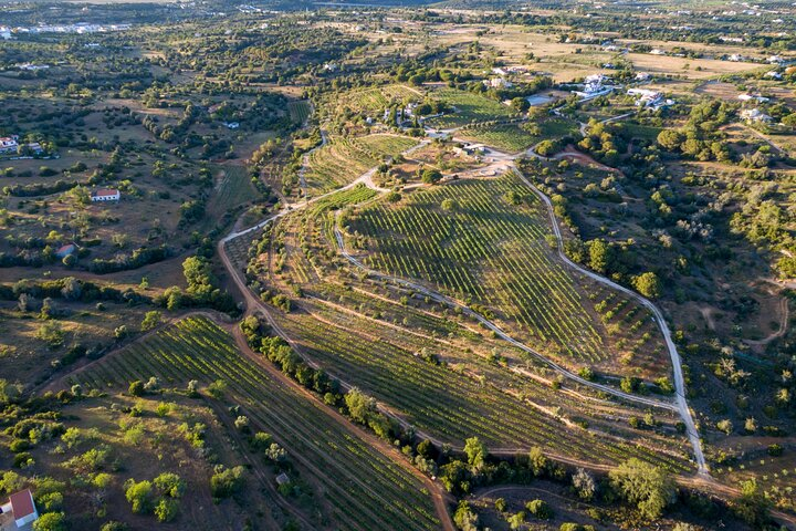 Quinta dos Capinhas vineyard in Porches, near Benagil, Algarve