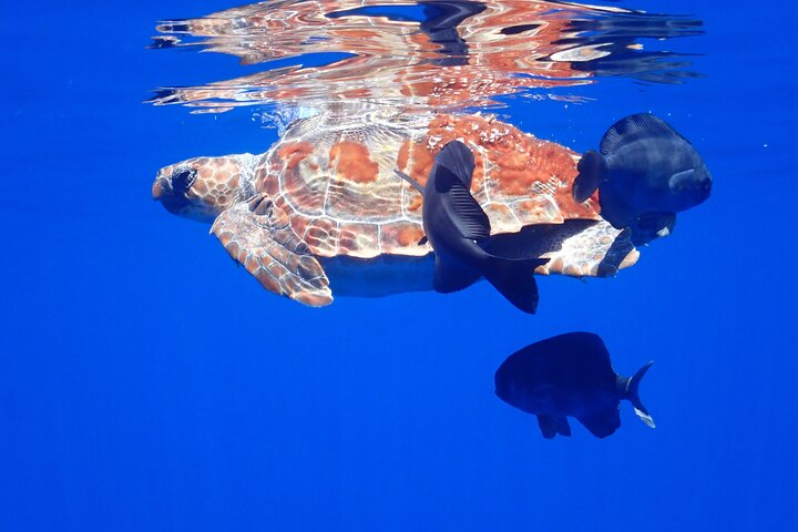 Private Seafari Boat Trip : Full Day - Photo 1 of 9