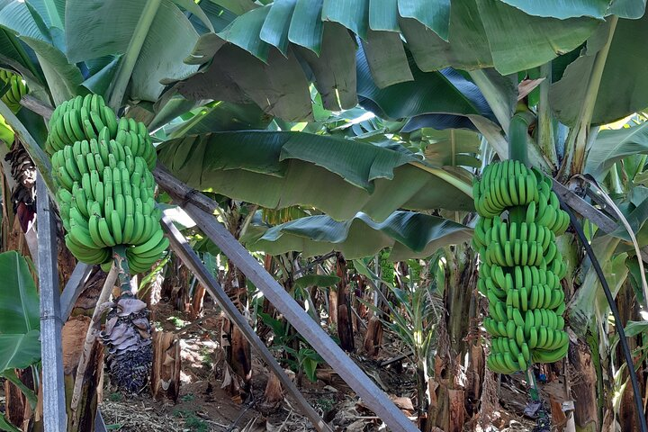Private Tour of Banana with Banana Museum - Photo 1 of 3