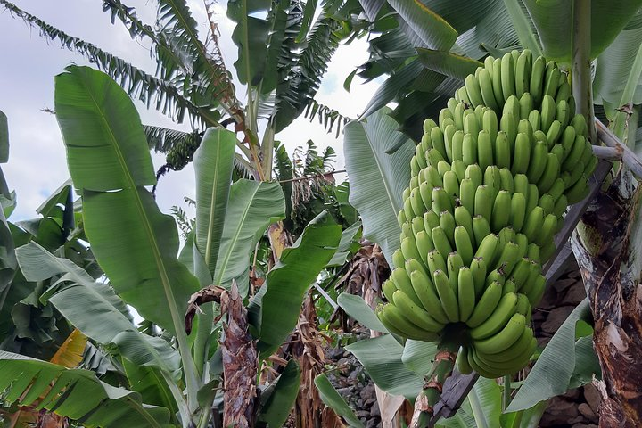 Private Tour of Banana Farm from Funchal - Photo 1 of 10