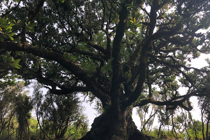Private Tour of Fanal Park Ancient Trees - Photo 1 of 15