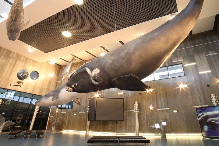 Private Tour The Madeira Whale Museum  - Photo 1 of 12