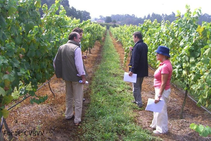 Private Monção & Melgaço Alvarinho Wine Tour from Porto - Photo 1 of 14
