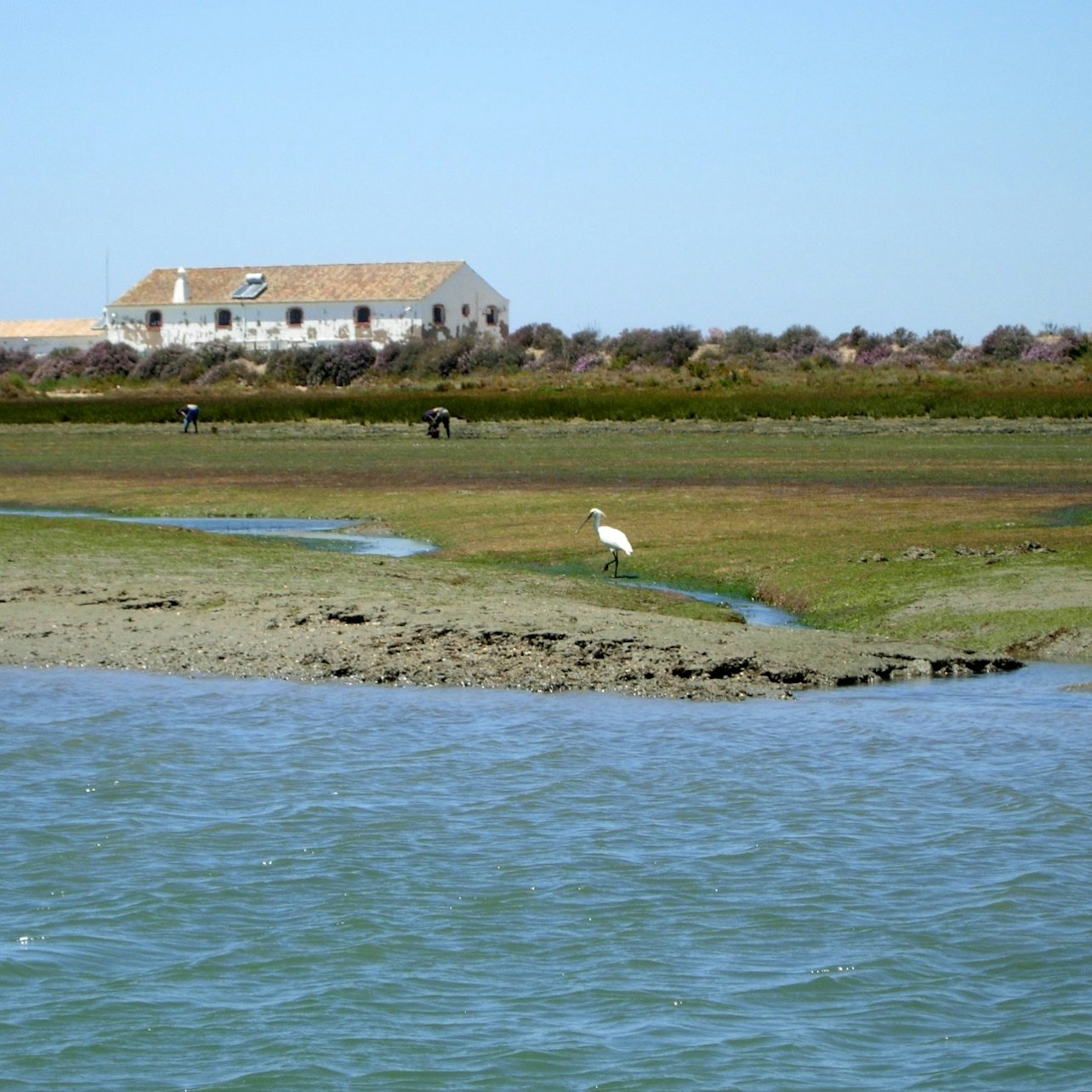 Ria Formosa: 2-Hour Guided Bird Watching Boat Tour - Photo 1 of 3