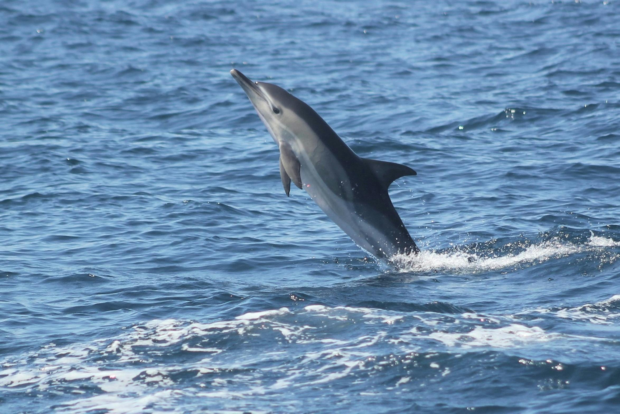 Sagres: Guided Dolphin Watching Tour - Photo 1 of 7