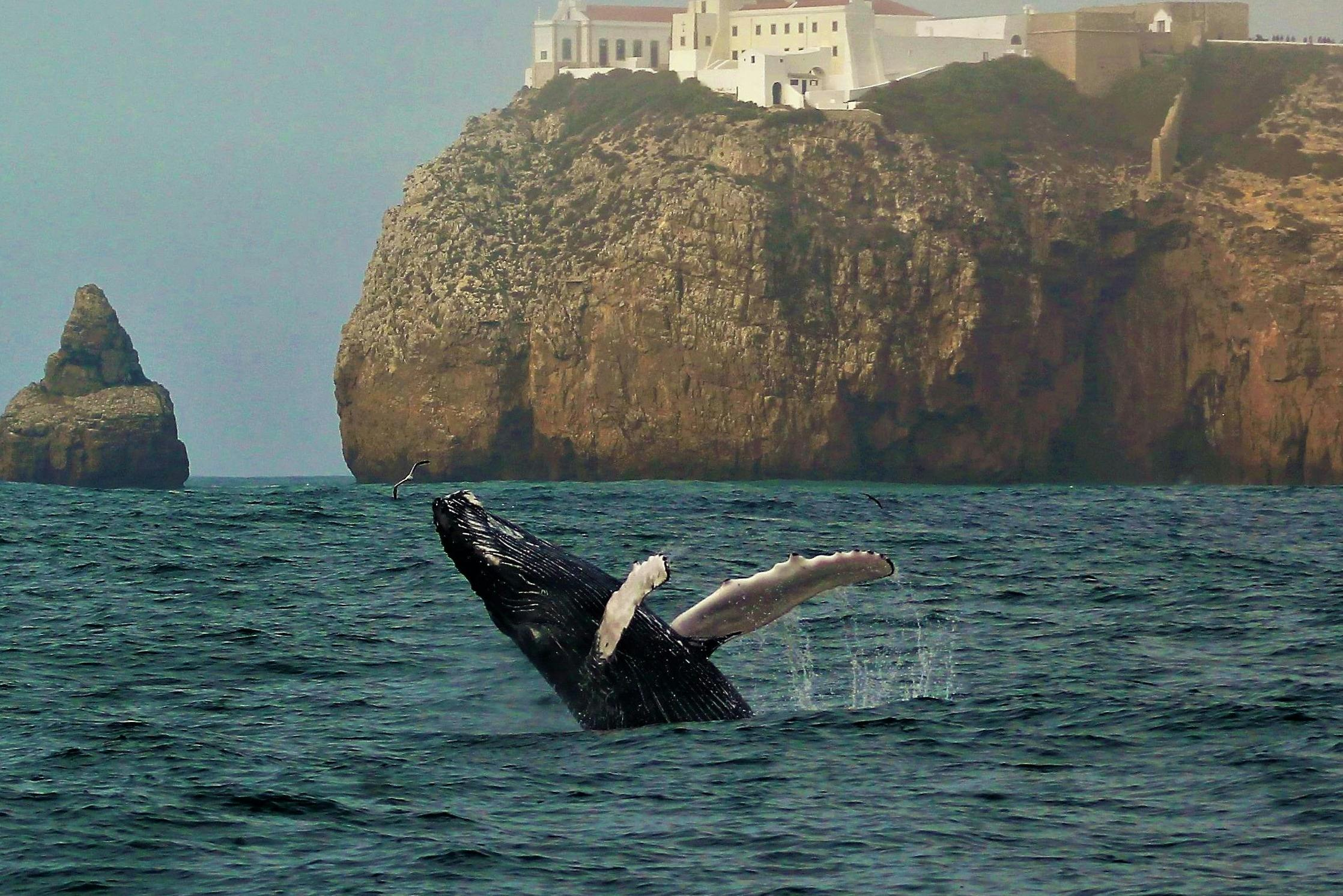 Sagres: Guided Wildlife Adventure Tour - Photo 1 of 8