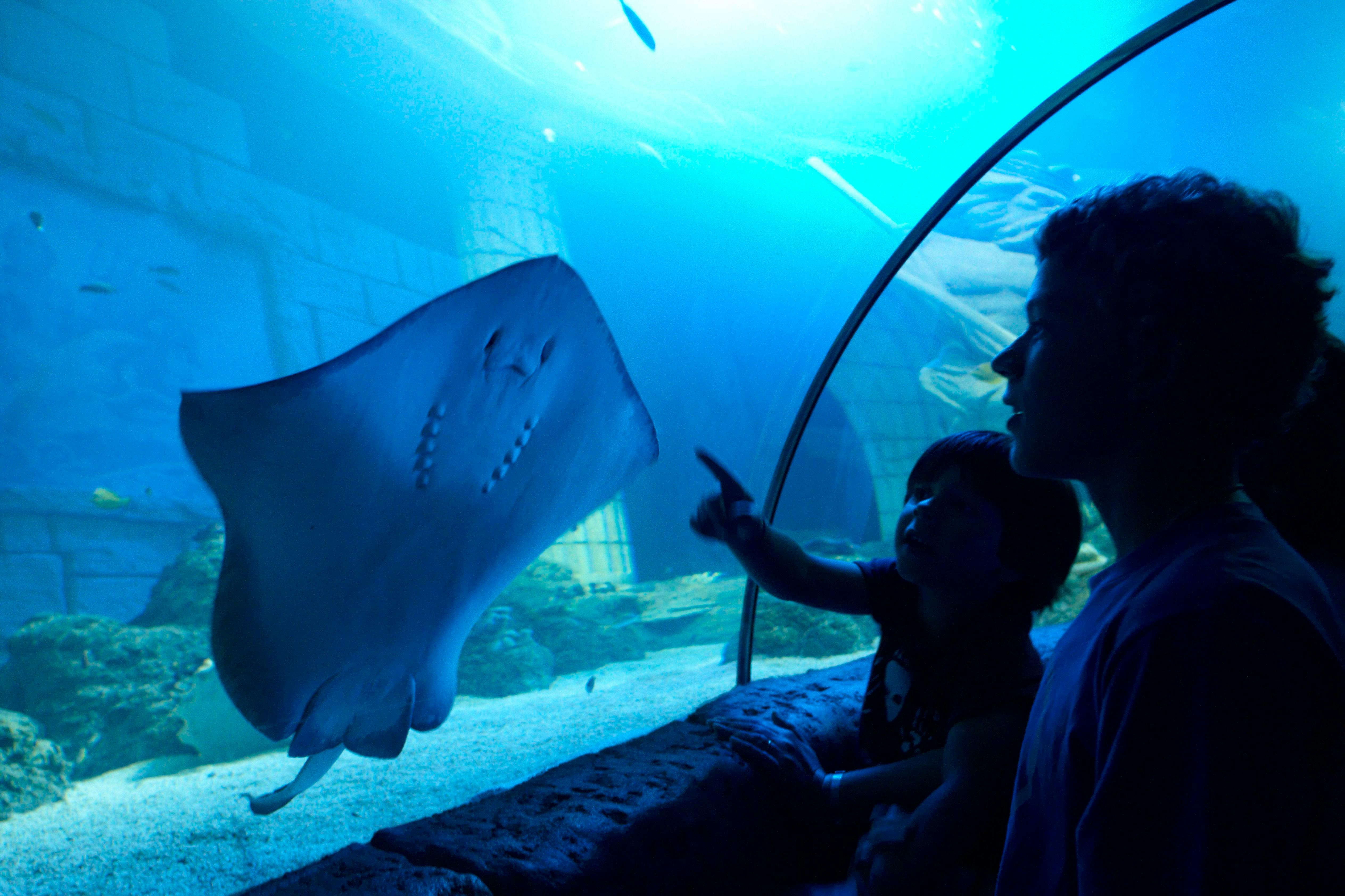 SEA LIFE Porto: Annual Pass - Photo 1 of 6