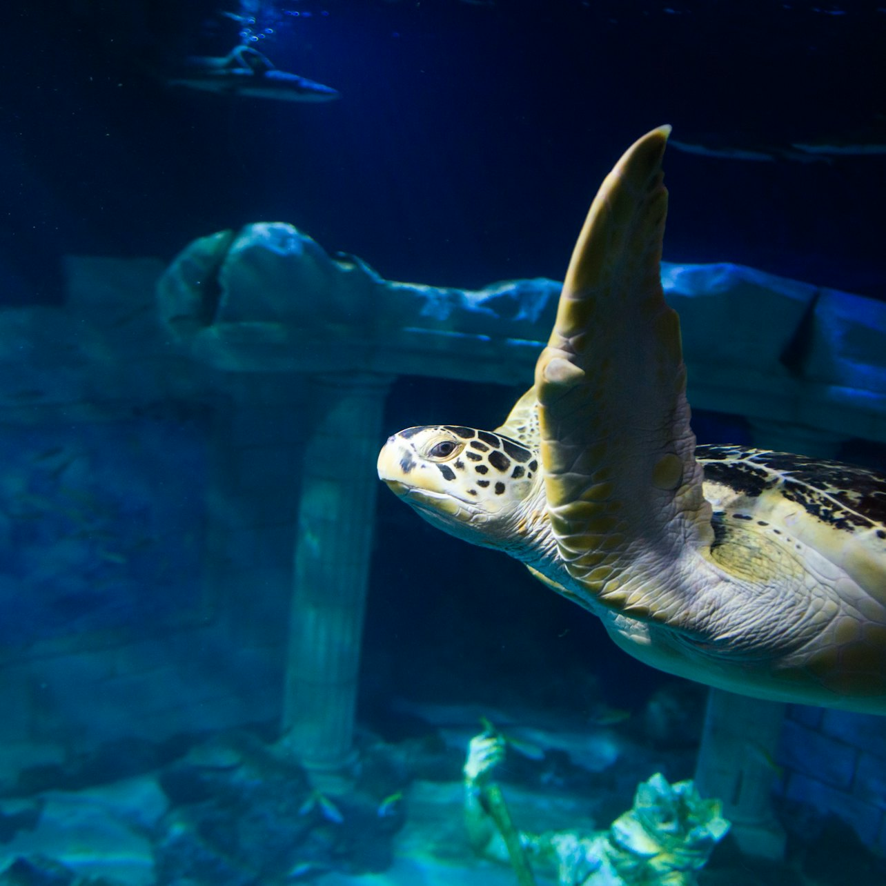 SEA LIFE Porto: Annual Pass - Photo 1 of 6