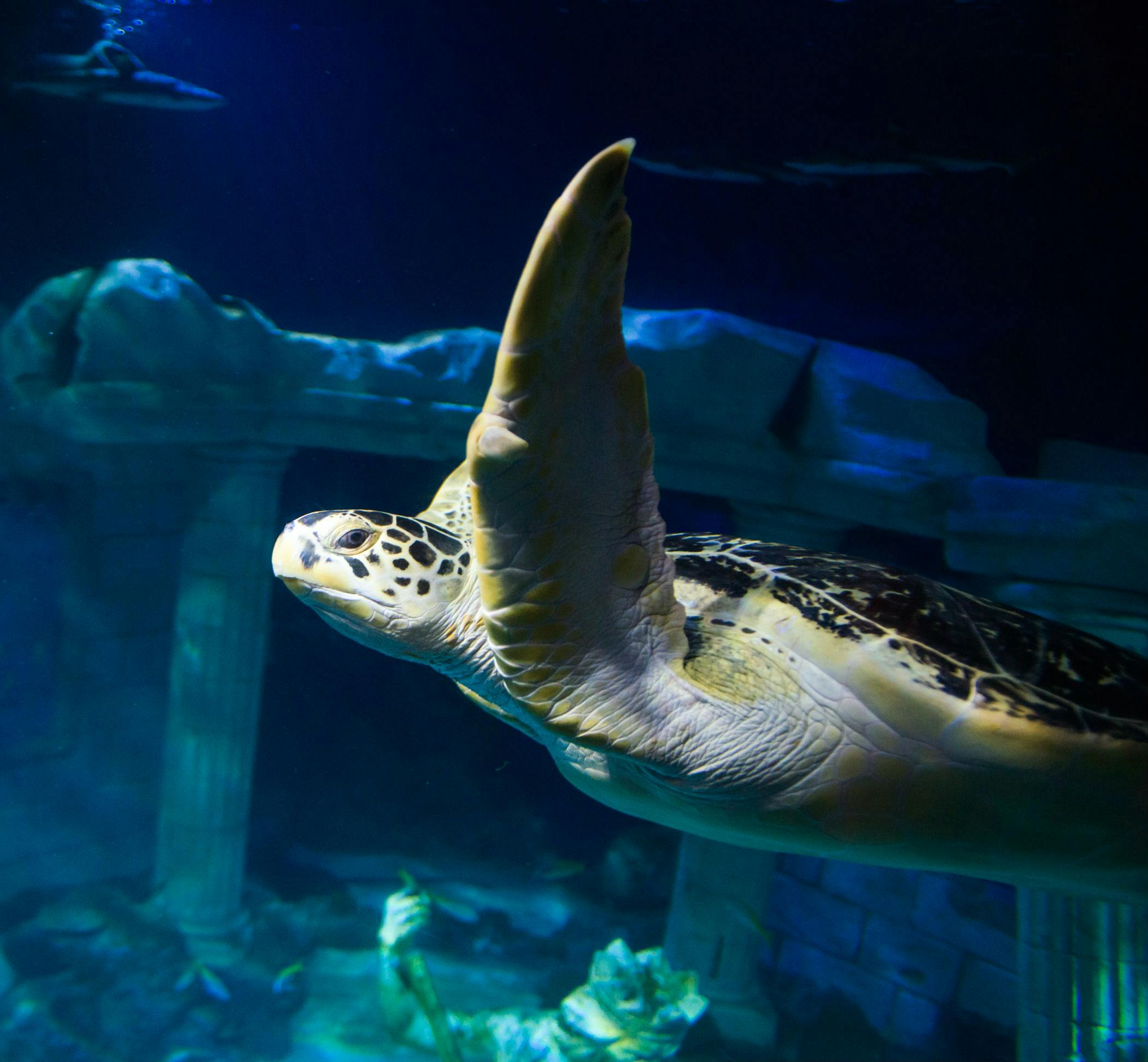 SEA LIFE Porto: Entry Ticket - Photo 1 of 8