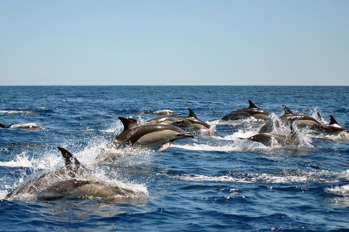 Common Dolphin