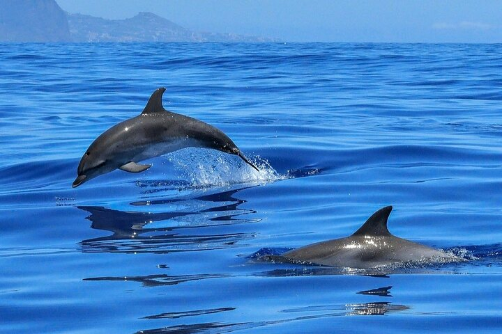 Setúbal Private Tour - Including Dolphin Watching - Photo 1 of 11