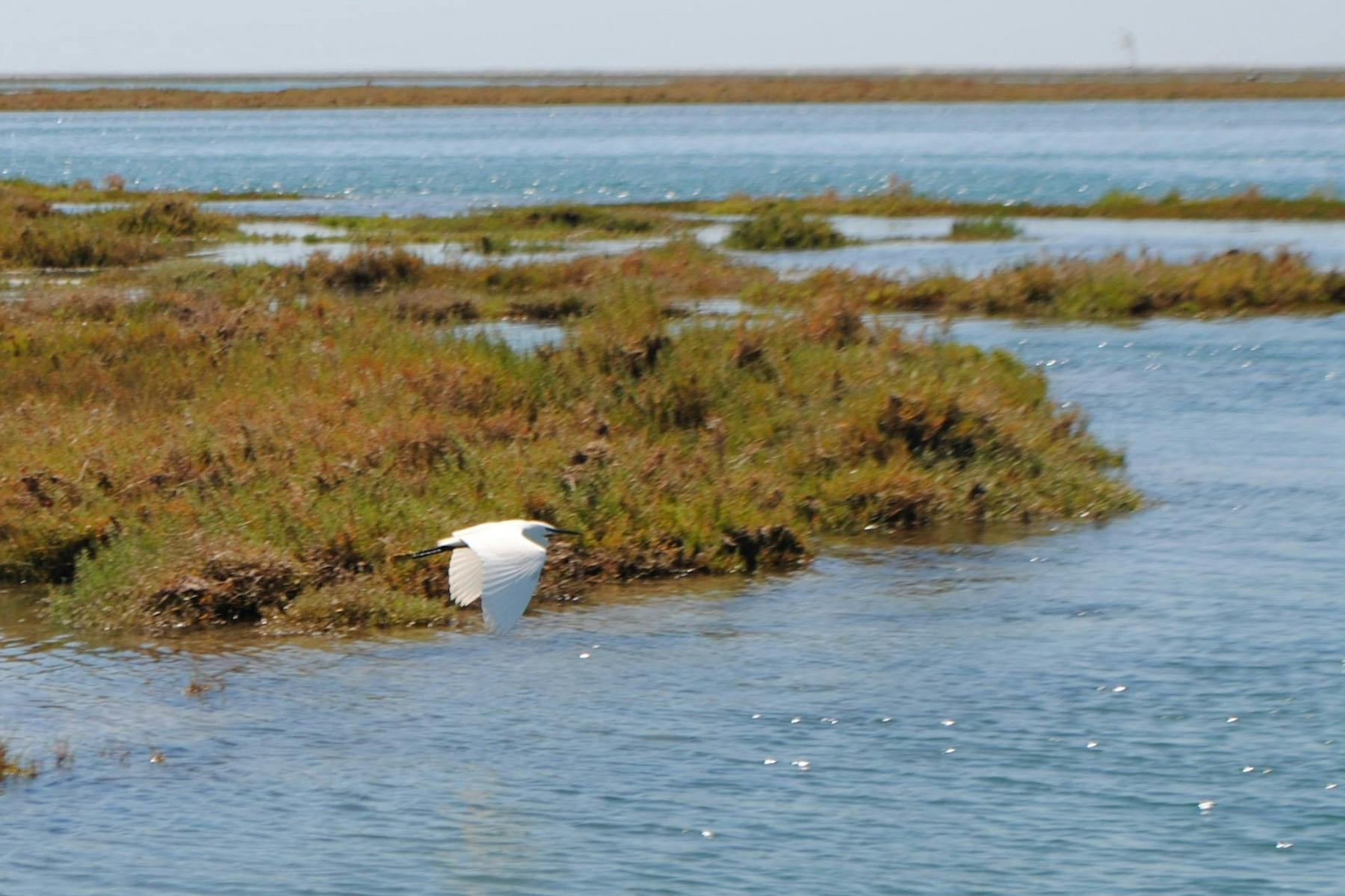 Ria Formosa: 1-Hr Guided Boat Tour - Photo 1 of 5