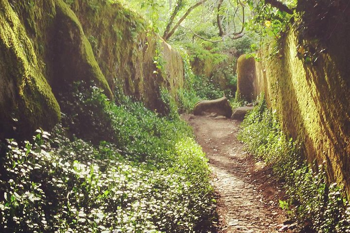 The sunrays by the end of the afternoon making the moss and the leaves seem to glow.
