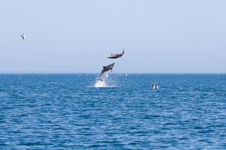Small Group Dolphin and Wildlife Watching Tour in Faro - Photo 1 of 25