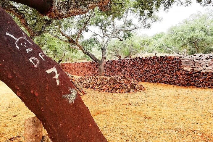 2hr Walk in a Cork Forest - Photo 1 of 8