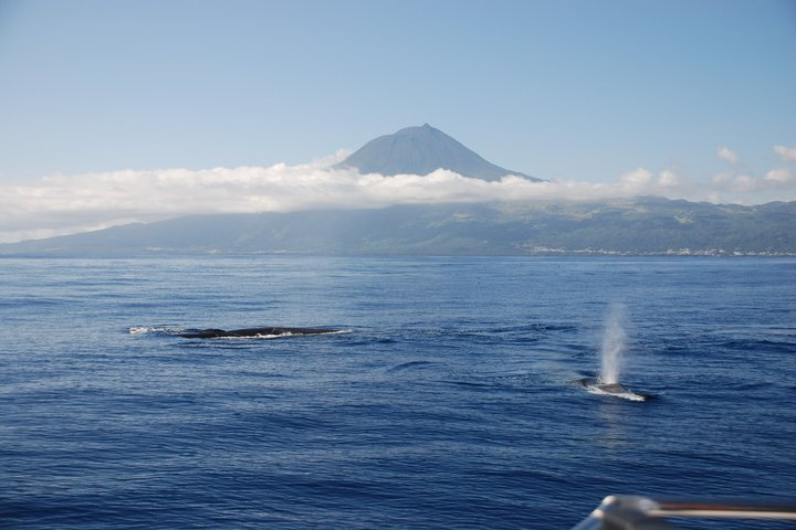 Whale and Dolphin Watching in Pico Island - Half Day - Photo 1 of 16