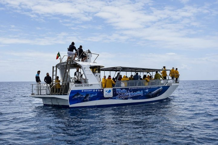 Whale and Dolphin Watching in Pico Island - Half Day - Photo 1 of 17