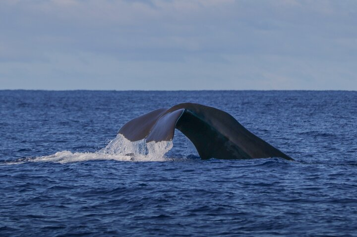 Terceira Island: Whale & Dolphin Watching | Best Wildlife Tour - Photo 1 of 9