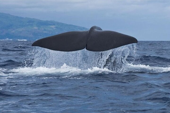 Whale and Dolphin Watching Tour on Pico Island - Photo 1 of 15