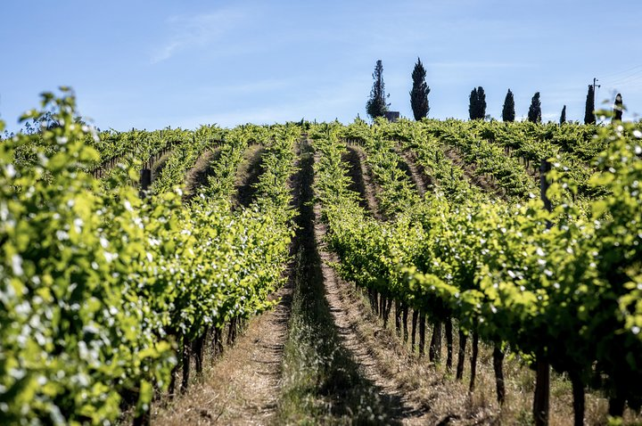 Background rolling vineyards
