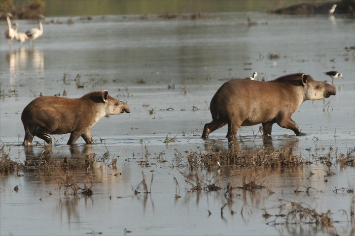Lowland Tapir - Central Chaco