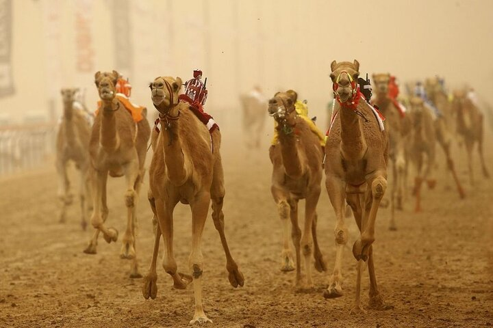 Camel Racing History Book What Is Camel Racing