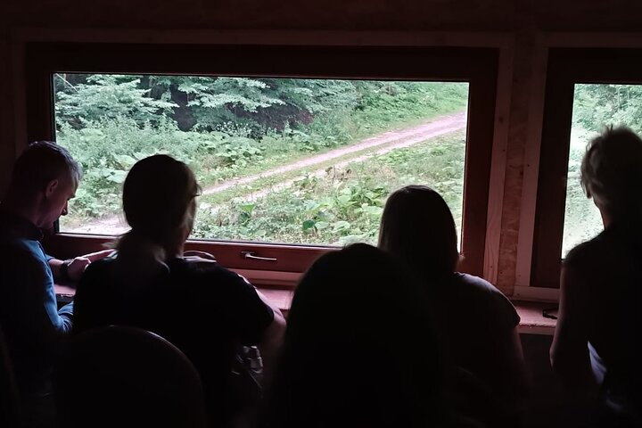 4 Hours Guided Bear Watching Tour in Carpathian Mountains - Photo 1 of 10