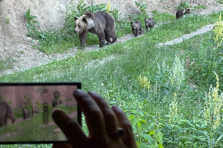 Bear Watching In Brasov: Observe Wild Bears From A Hideout (100%) - Photo 1 of 11
