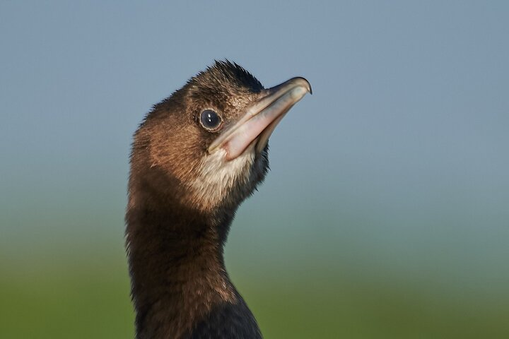 Pygmy cormorant - Microcarbo pygmaeus