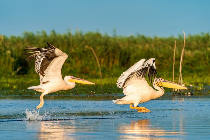 Bird watching in Danube Delta - Private day tour from Bucharest - Photo 1 of 6