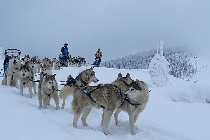 Husky Sleigh Rides experience - - Photo 1 of 4