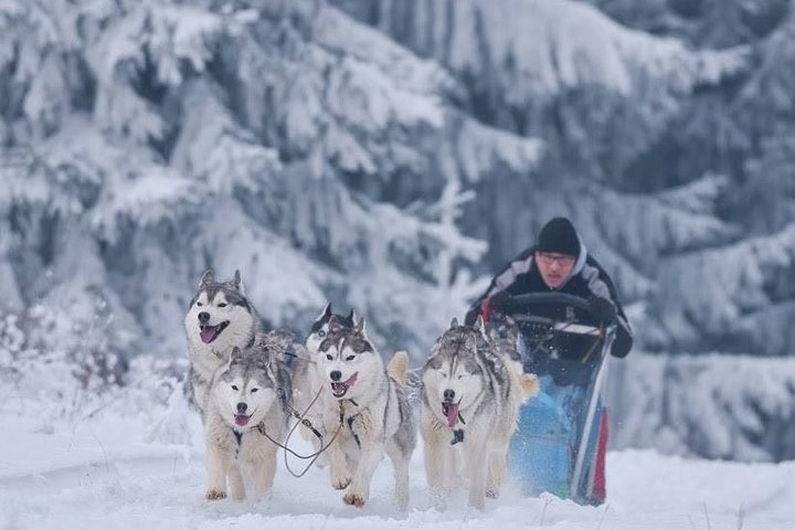 Husky Sleigh Rides experience in Brasov Pelago