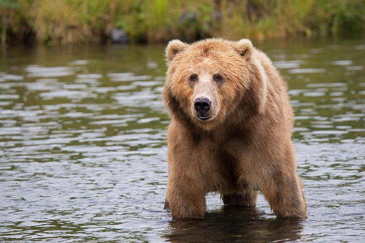 Brown Bears in Romania