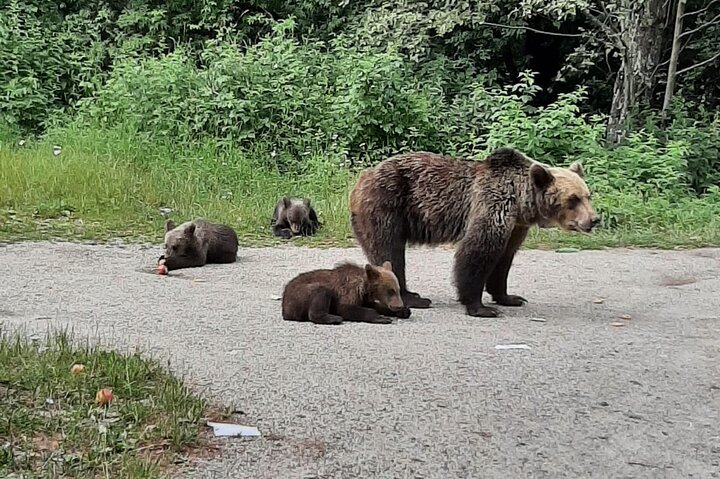 Wild bears in Romania