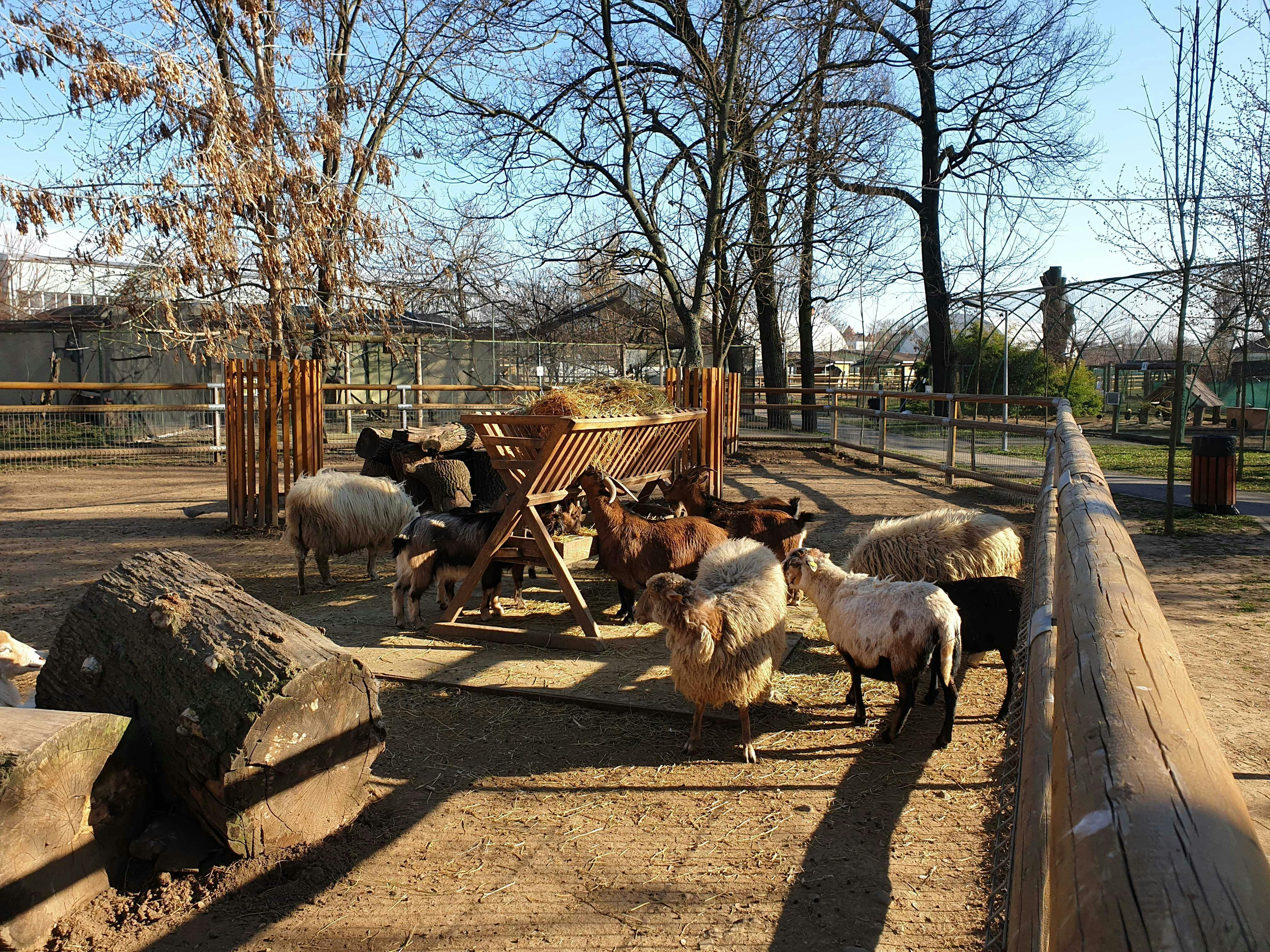 Oradea Zoo: Meet & Greet - Photo 1 of 6