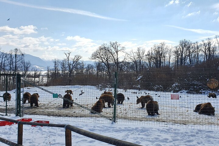 Private Full-day Bran Castle Tour with Lunch from Brasov - Photo 1 of 15