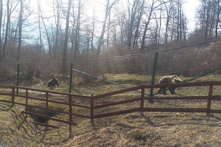 LiBearty Bear Sanctuary Zarnesti Small-Group Trip from Brasov - Photo 1 of 7