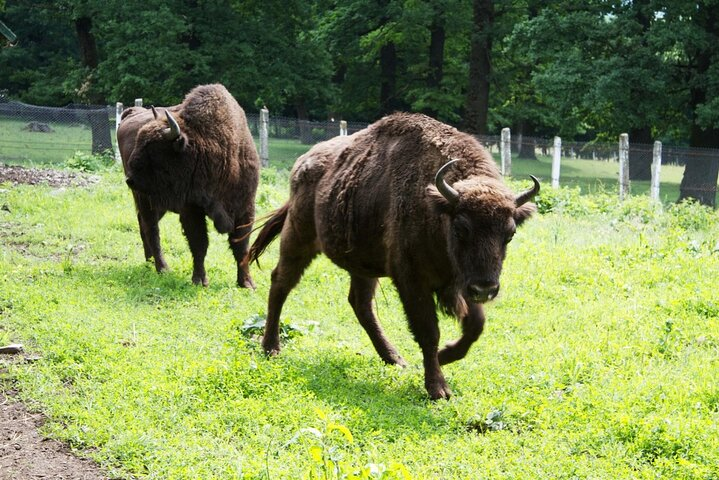 Small Group - Sightseeing Tour in Transylvania from Bucharest - Photo 1 of 19