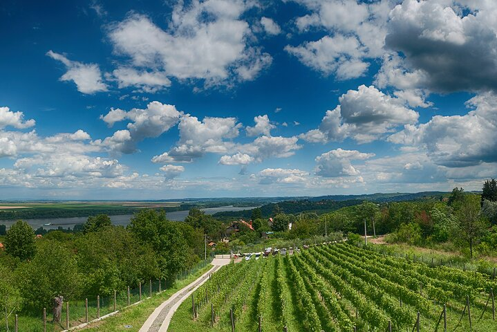 A view from Plavinci Organic Winery
