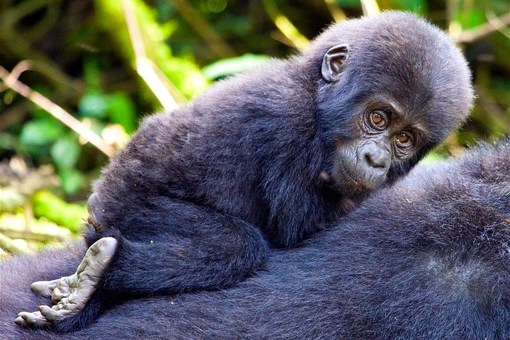 young mountain gorilla
