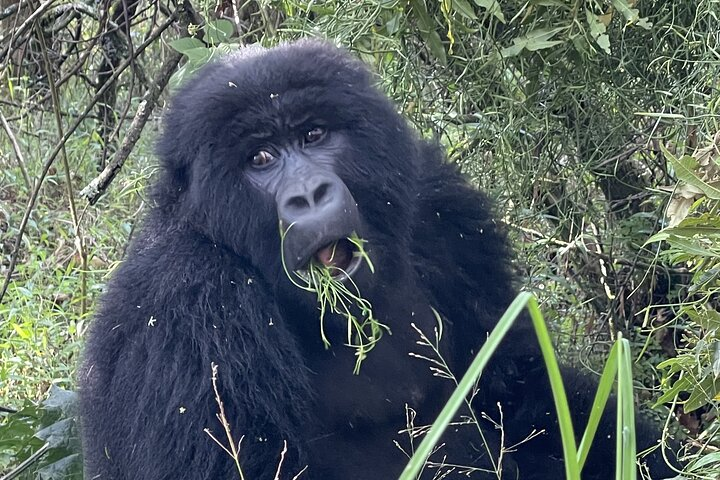 1-Day Gorilla trekking Safaris