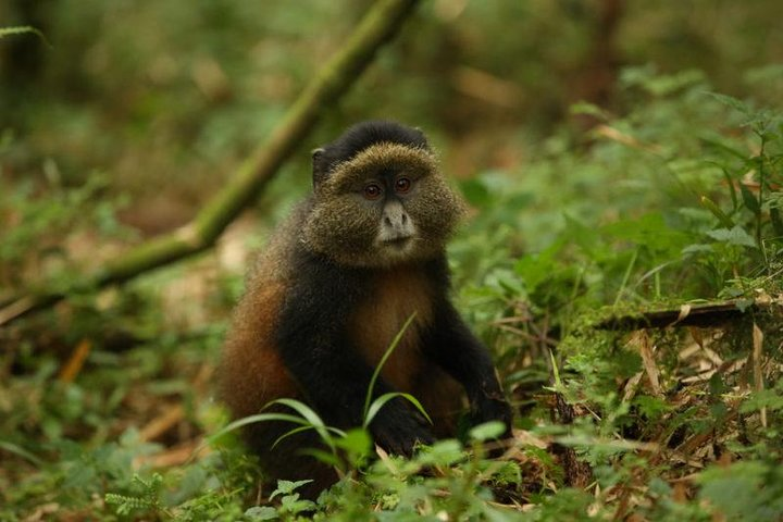 1-Day Rwanda Golden Monkey Trekking Expedition - Photo 1 of 20