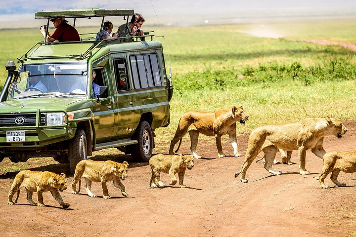 One of Africa's most exciting wildlife adventures is a safari, and Tanzania is one of the greatest places to observe one.
