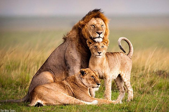 2 Days Kigali and wildlife tour in Akagera Rwanda - Photo 1 of 5