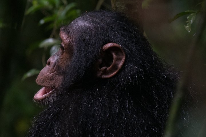 2 days Chimpanzee Tracking and Canopy Walk Nyungwe - Photo 1 of 9