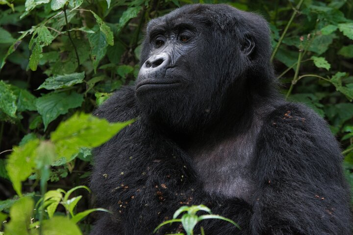  3-Day Gorillas Trekking In Uganda And Golden Monkeys In Rwanda  - Photo 1 of 6